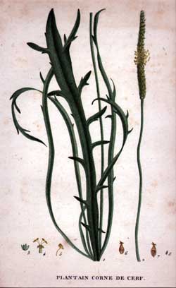 Plantain Corne De Cerf