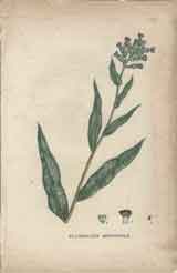 Pulmonaire Officinale