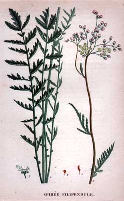 Spiree Filipendule