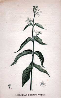 Asclepias Dompte-Venin