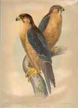 Falco Babylonicus.