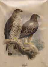 Bonallis Eagle, Old Male.  Bovted Eagle, Old Female.