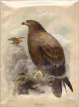 Tawny Eagle.  Aquila Rapax.