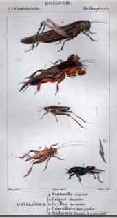 Orthopteres: Grylloides 4-8