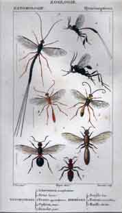 Hymenopteres: Entomotilles 1-5, Myrmeges 1-3