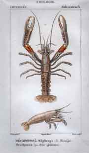 Malacostraces: Decapodes Brachyures 1.Nephrops 2. Atie