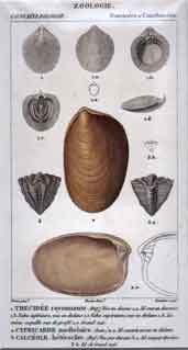 Ostraces: 1.Thecidee - 3. Calceole