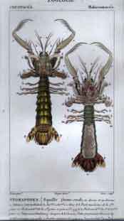 Malacostraces: Stomapodes.