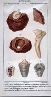 Rudistes: 1.Jodamie - 3. Radiolite