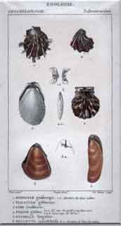 Subostracees: 1.Spondyle - 6.Houlette