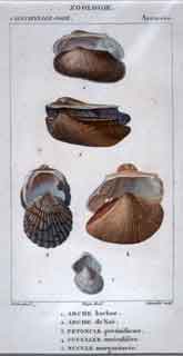 Arcacees: 1.Arche - 5.Nucule