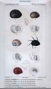 Hemicyclostomes: 1.Nerite - 5. Monodonte de pharaon