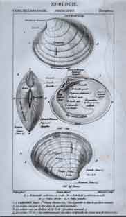 Bivalves: 1.Cytheree - 4. La meme