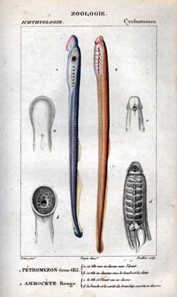 Cyclostomes: 1.Petromyzon - 2.Ammocete