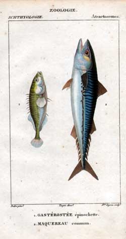 Atractosomes: 1.Gasterostee - 2. Maquereau
