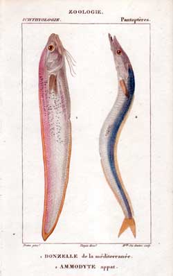 Pantopteres: 1.Donzelle - 2.Ammodyte