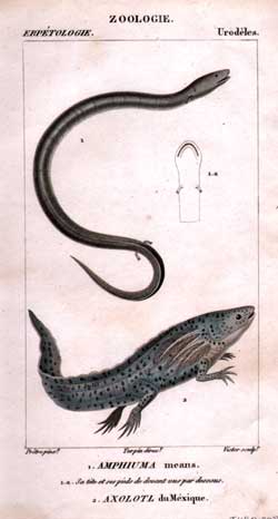 Urodeles: 1.Amphiuma - 2.Axolotl