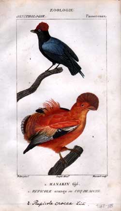 Passereaux: 1.Manakin - 2.Rupicole