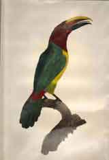 Des Toucans.  L’Aracari Koulik Mâle du Brésil.  (No. 15.).