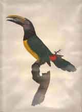 Des Toucans.  L’ Aracari Verd Mâle.  (No. 16.).