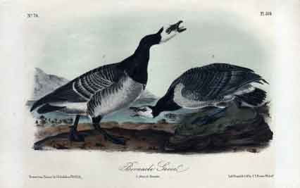 Bernacle Goose.