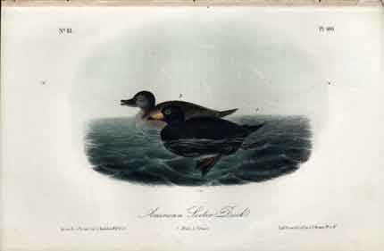 American Scoter Duck.