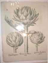 Cinara major Boloniensis; Cinara Genuensium; Cinara seu Artischochi vulgatior (Artichoke heads).  Pl. #358.  