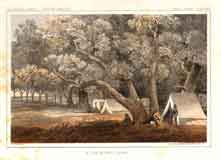 A Cotton Wood Grove.  Pl. XIX.