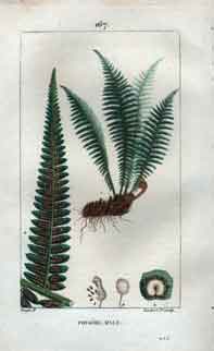 Fougere-Male, Pl 167 (Fern, Male)