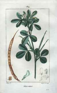 Fenu-Grec, Pl. 164 (Fenugreek)