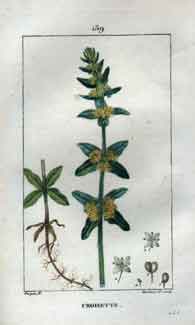 Croisette, Pl. 139 (Crosswort)