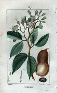 Courbaril, Pl. 137 (Locust Tree)