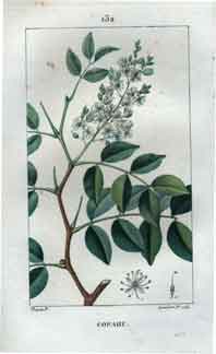 Copahu, Pl.132 (Copaiba Tree)