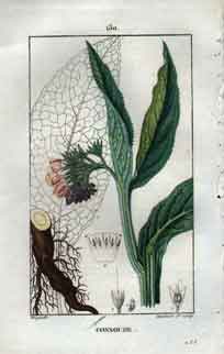 Consoude Pl. 130 (Comfrey)