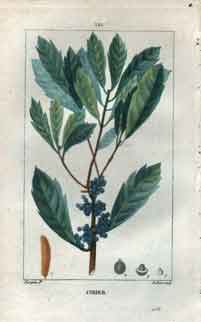 Cirier, Pl. 121 (Candleberry Myrtle)
