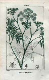 Cigue-Aquatique, Pl. 120 (Water Hemlock)