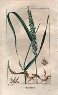 Chiendent, Pl. 118 (Dog’s Grass; Couch Grass; Couch Wheat)