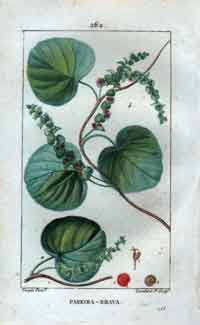 Pareira-Brava (Cissampelos; Wild-Vine), Pl. 262