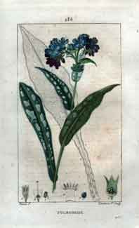 Pulmonaire (Common Lungwort), Pl.286