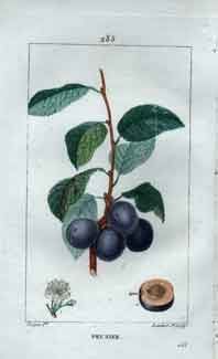 Prunier (Plum Tree) , Pl. 285