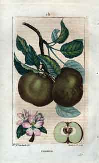 Pommier (Apple Tree), Pl. 281