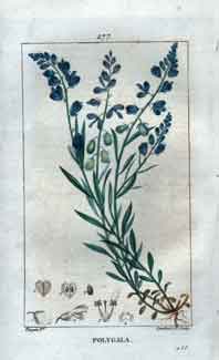 Polygala (Milkwort), Pl. 277