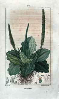 Plantain, (Great Plantain), Pl. 275