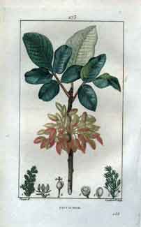 Pistachier (Pistachio Tree), Pl.273