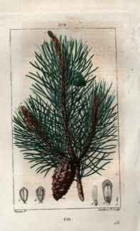 Pin (Wild Pine Tree), Pl.272