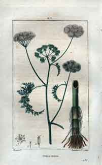 Phellandre (Fine Leaved Water Hemlock), Pl.271