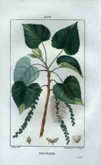 Peuplier (Black Poplar Tree), Pl. 270