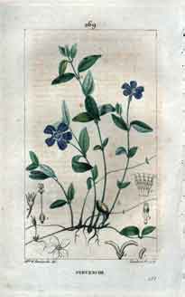 Pervenche (Small Periwinkle), Pl. 269