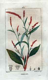 Persicaire (Water Peper), Pl. 267