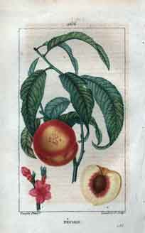 Pecher (Peach Tree), Pl. 266